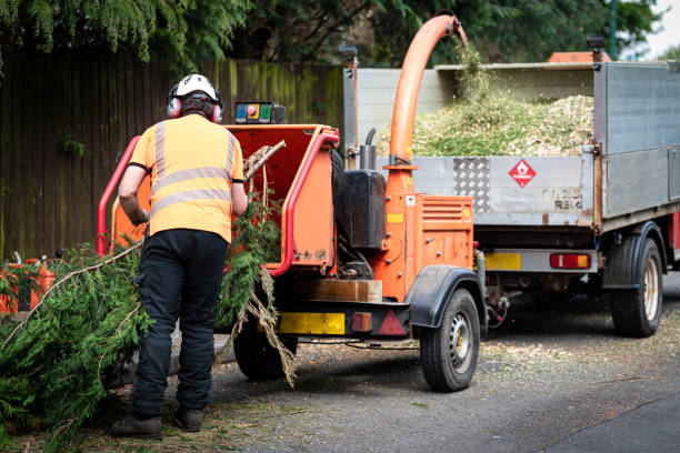 Residential Tree Removal in Orchard Hills, PA